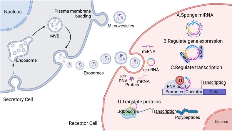 https://cdn.ncbi.nlm.nih.gov/pmc/blobs/2550/10518420/2b461ddf78cb/fimmu-14-1227150-g001.jpg