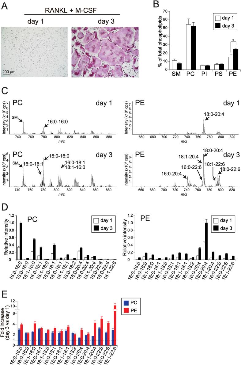 https://cdn.ncbi.nlm.nih.gov/pmc/blobs/255b/5402267/1fbde437a78e/srep46715-f1.jpg