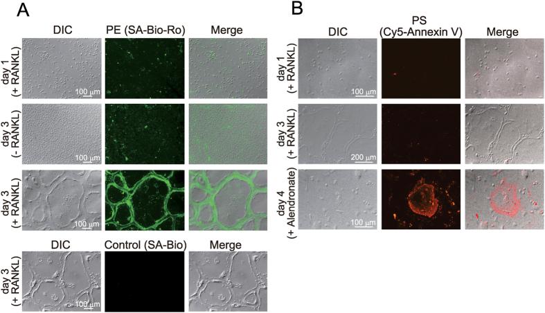 https://cdn.ncbi.nlm.nih.gov/pmc/blobs/255b/5402267/6f4d83998353/srep46715-f2.jpg