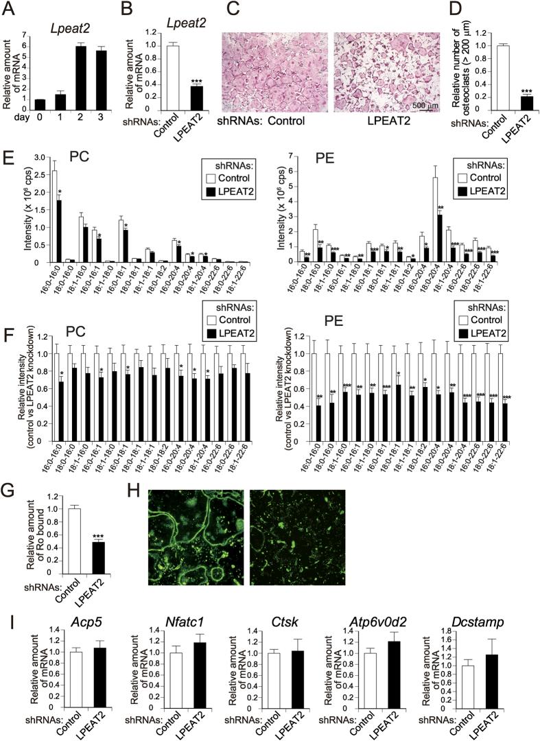 https://cdn.ncbi.nlm.nih.gov/pmc/blobs/255b/5402267/f3041fb2626a/srep46715-f6.jpg