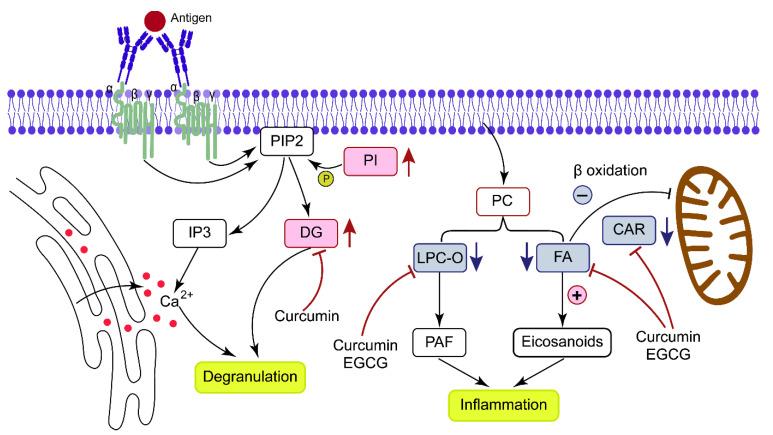 https://cdn.ncbi.nlm.nih.gov/pmc/blobs/2568/10223132/fee4bf9db9da/metabolites-13-00628-g006.jpg