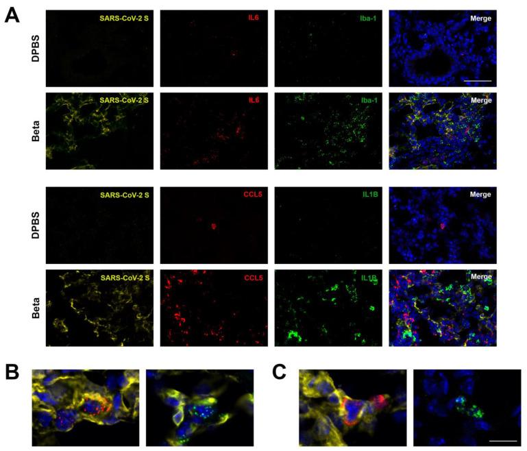 https://cdn.ncbi.nlm.nih.gov/pmc/blobs/2568/12031173/3487e7a42ab1/viruses-17-00500-g012.jpg