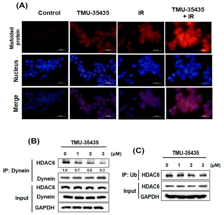 https://cdn.ncbi.nlm.nih.gov/pmc/blobs/2568/6896096/99593fdf55b1/cancers-11-01703-g002.jpg