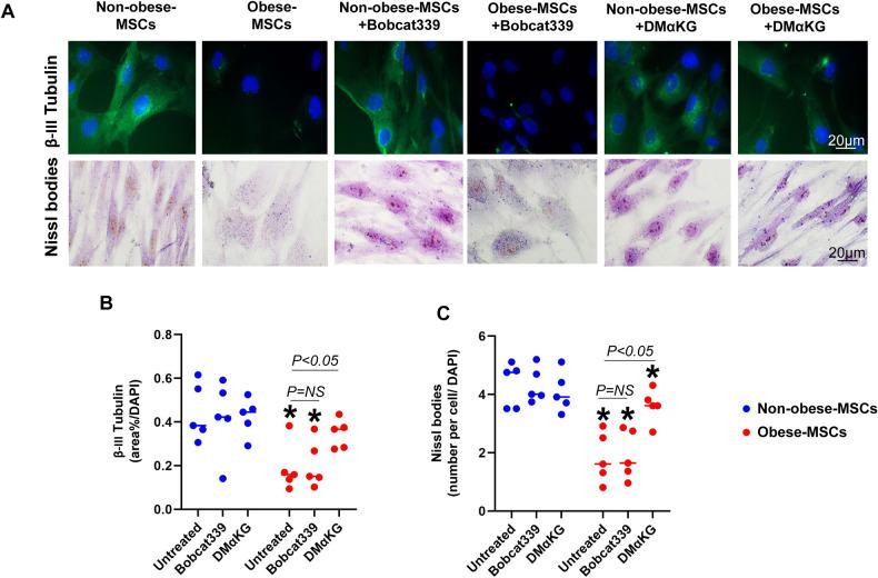 https://cdn.ncbi.nlm.nih.gov/pmc/blobs/2569/11144257/031588cee222/41419_2024_6774_Fig7_HTML.jpg