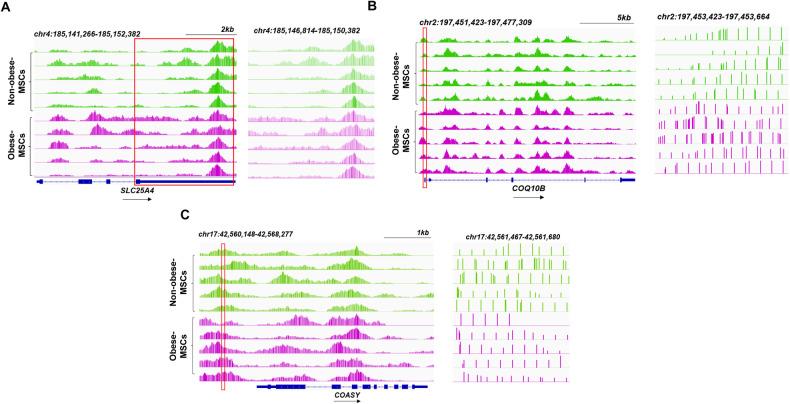 https://cdn.ncbi.nlm.nih.gov/pmc/blobs/2569/11144257/3a36429122ff/41419_2024_6774_Fig3_HTML.jpg