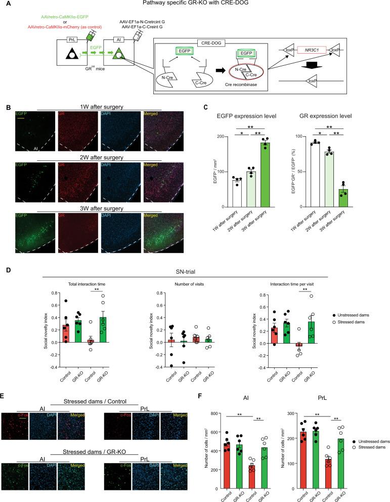 https://cdn.ncbi.nlm.nih.gov/pmc/blobs/256a/10205810/dce796968a64/41467_2023_38799_Fig5_HTML.jpg