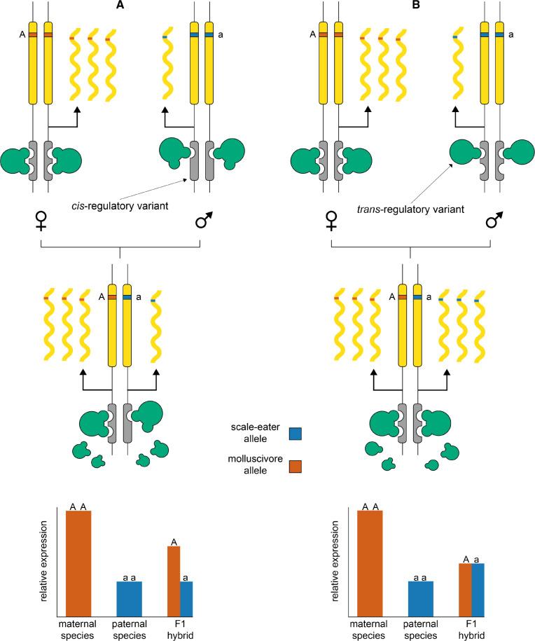 https://cdn.ncbi.nlm.nih.gov/pmc/blobs/256a/7826174/d0c0245fceb1/msaa218f5.jpg