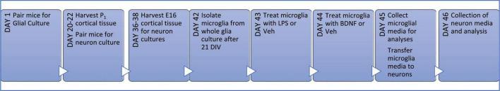 https://cdn.ncbi.nlm.nih.gov/pmc/blobs/256d/10315457/303df4abba33/fncel-17-1188672-g001.jpg