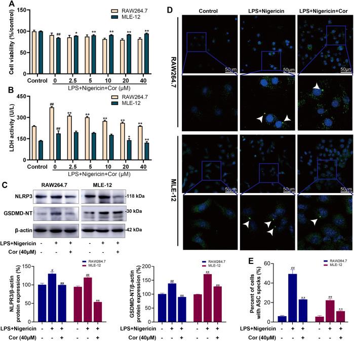 https://cdn.ncbi.nlm.nih.gov/pmc/blobs/256f/9727192/29ab654257b2/fphar-13-1060104-g005.jpg