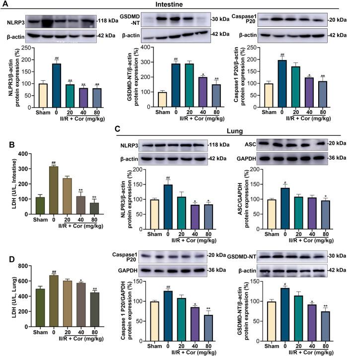 https://cdn.ncbi.nlm.nih.gov/pmc/blobs/256f/9727192/747e4b5d5233/fphar-13-1060104-g003.jpg
