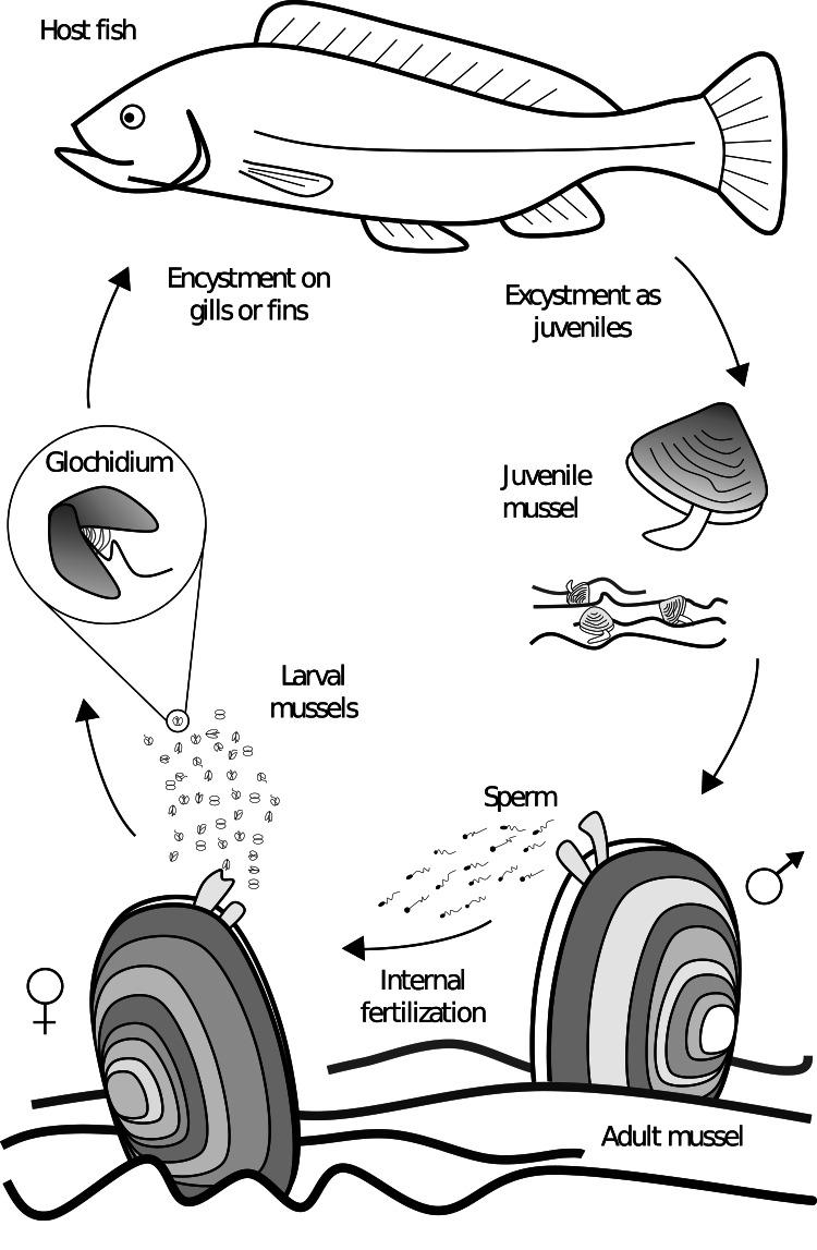 https://cdn.ncbi.nlm.nih.gov/pmc/blobs/2571/10268082/b4a931b8b163/S0031182022001226_fig1.jpg