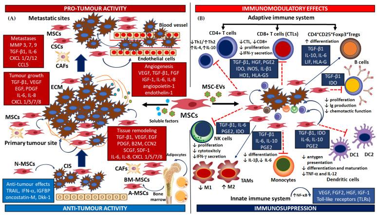 https://cdn.ncbi.nlm.nih.gov/pmc/blobs/2571/11311692/b682b992f95c/cells-13-01270-g001.jpg