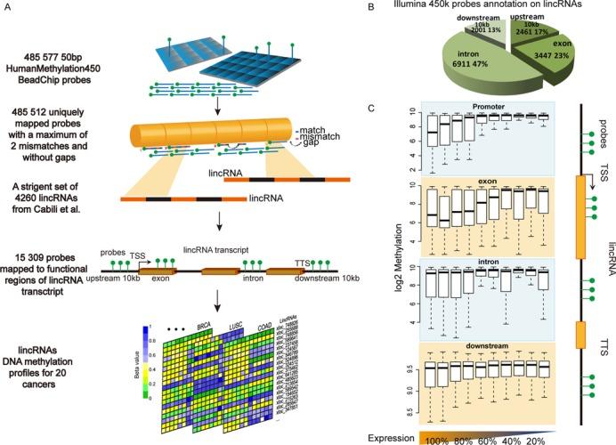 https://cdn.ncbi.nlm.nih.gov/pmc/blobs/2571/4117791/18765db4c94c/gku575fig1.jpg