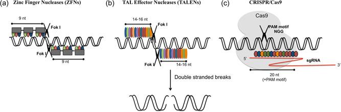 https://cdn.ncbi.nlm.nih.gov/pmc/blobs/2572/10091730/b650e750cfc2/BIT-120-82-g002.jpg