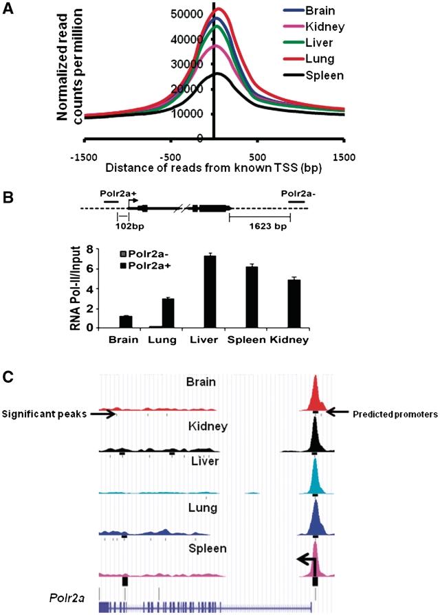 https://cdn.ncbi.nlm.nih.gov/pmc/blobs/2572/3017616/3b728b8ae1e6/gkq775f1.jpg