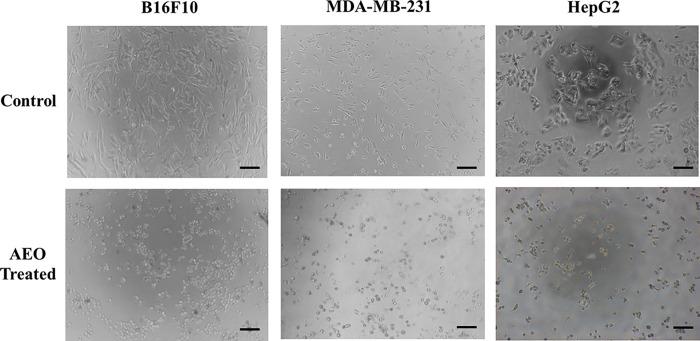 https://cdn.ncbi.nlm.nih.gov/pmc/blobs/2573/11542896/15cdd0b12734/pone.0310770.g006.jpg