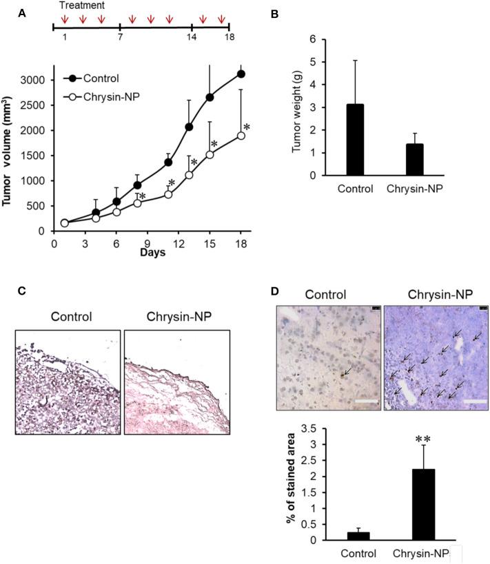 https://cdn.ncbi.nlm.nih.gov/pmc/blobs/2575/7522162/15991684d02f/fendo-11-560605-g0003.jpg