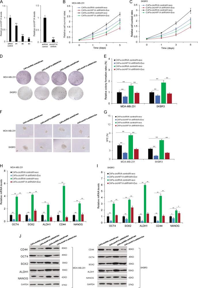 https://cdn.ncbi.nlm.nih.gov/pmc/blobs/2577/8197761/65f753b8a60e/41420_2021_506_Fig3_HTML.jpg
