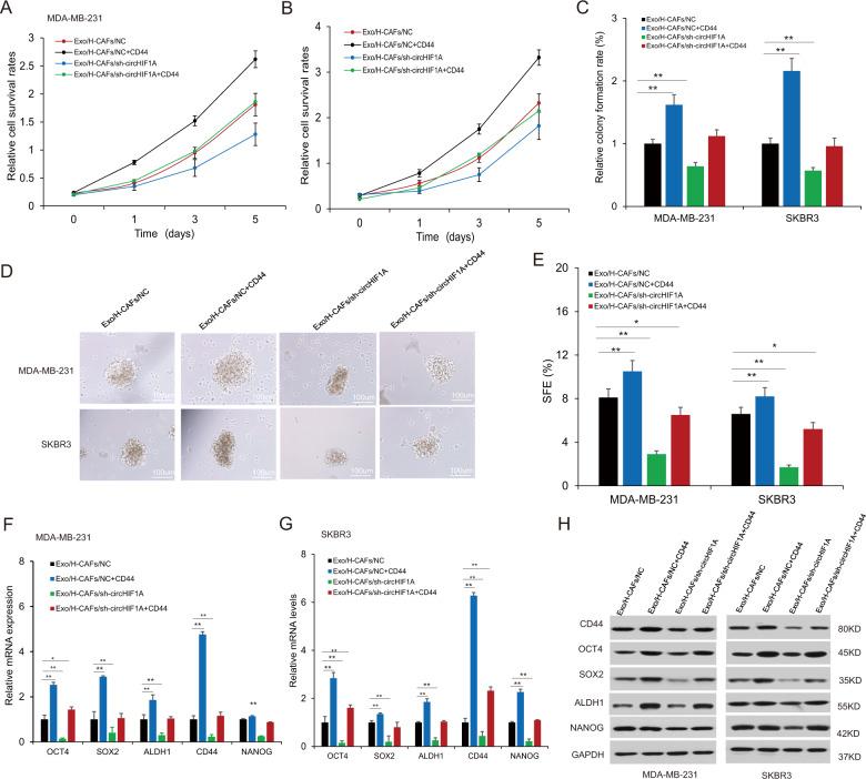 https://cdn.ncbi.nlm.nih.gov/pmc/blobs/2577/8197761/953d1ad00b2e/41420_2021_506_Fig6_HTML.jpg
