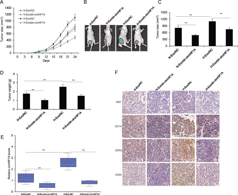 https://cdn.ncbi.nlm.nih.gov/pmc/blobs/2577/8197761/e2468b8e5f3d/41420_2021_506_Fig7_HTML.jpg