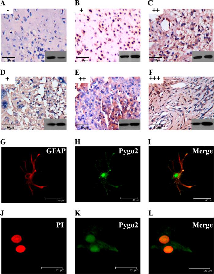 https://cdn.ncbi.nlm.nih.gov/pmc/blobs/257b/4763266/16b9883d12ee/srep22066-f3.jpg