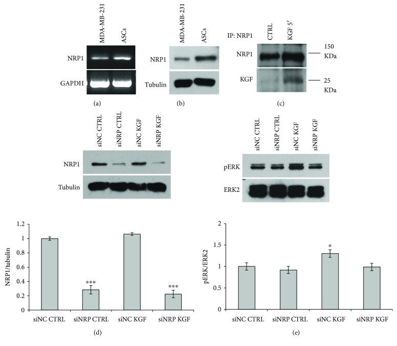 https://cdn.ncbi.nlm.nih.gov/pmc/blobs/257d/5845512/2e1af1dce108/SCI2018-1075156.008.jpg