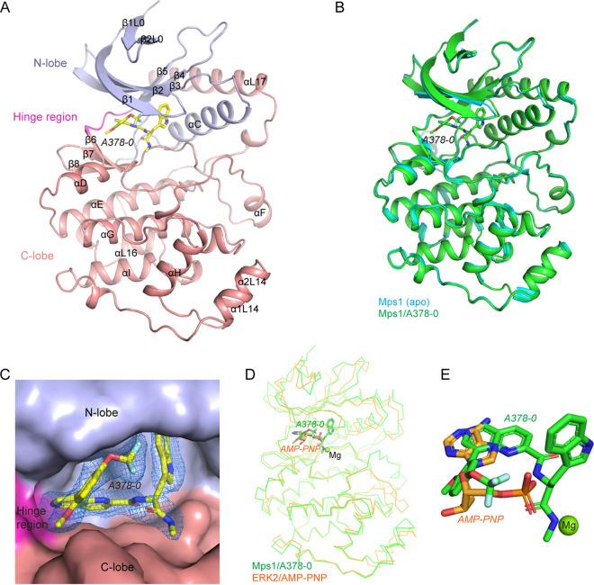 https://cdn.ncbi.nlm.nih.gov/pmc/blobs/257f/10127588/41a6bf64bade/mbio.02883-22-f002.jpg