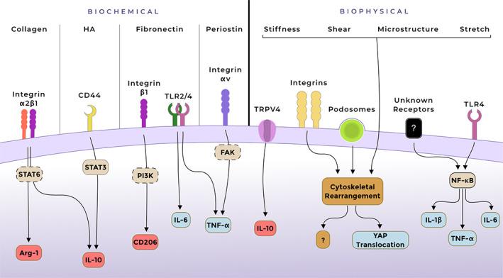 https://cdn.ncbi.nlm.nih.gov/pmc/blobs/2582/8252758/1eea8095c410/PATH-254-344-g001.jpg