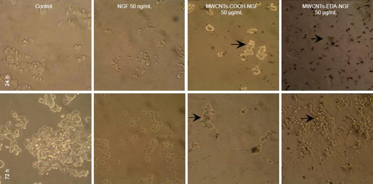 https://cdn.ncbi.nlm.nih.gov/pmc/blobs/2589/4146147/1f92823d2820/NRR-9-285-g007.jpg