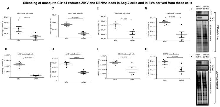 https://cdn.ncbi.nlm.nih.gov/pmc/blobs/258c/12347819/257d105502b8/ijms-26-07394-g004.jpg