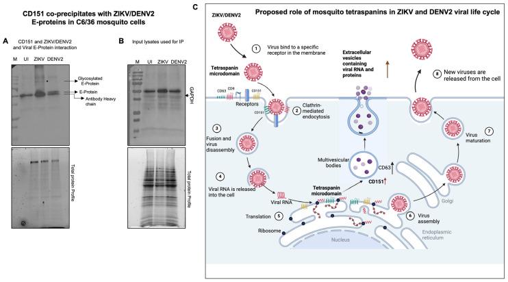 https://cdn.ncbi.nlm.nih.gov/pmc/blobs/258c/12347819/7b40f91c483f/ijms-26-07394-g010.jpg