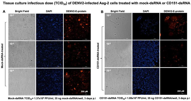 https://cdn.ncbi.nlm.nih.gov/pmc/blobs/258c/12347819/7c825ab9c9d5/ijms-26-07394-g006.jpg