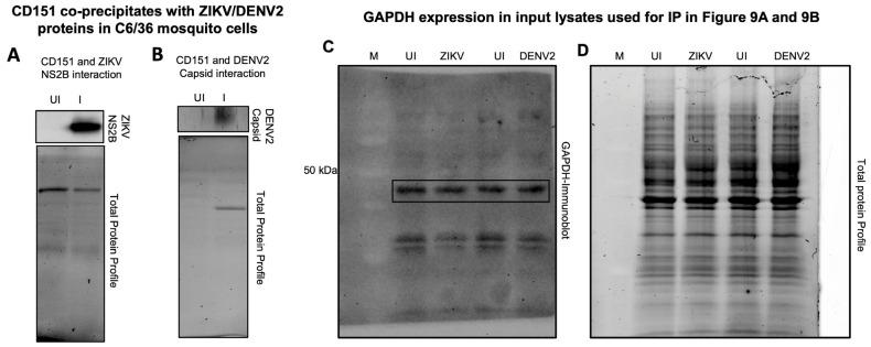 https://cdn.ncbi.nlm.nih.gov/pmc/blobs/258c/12347819/b5c69e567801/ijms-26-07394-g009.jpg