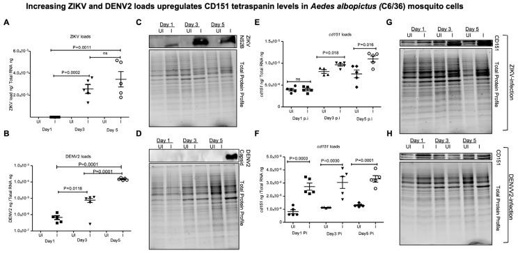 https://cdn.ncbi.nlm.nih.gov/pmc/blobs/258c/12347819/c7c9b2d88a7e/ijms-26-07394-g003.jpg