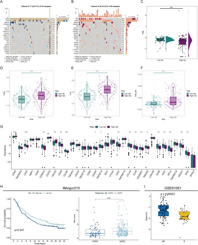 https://cdn.ncbi.nlm.nih.gov/pmc/blobs/258d/12271128/5c18499ea220/fimmu-16-1592416-g006.jpg