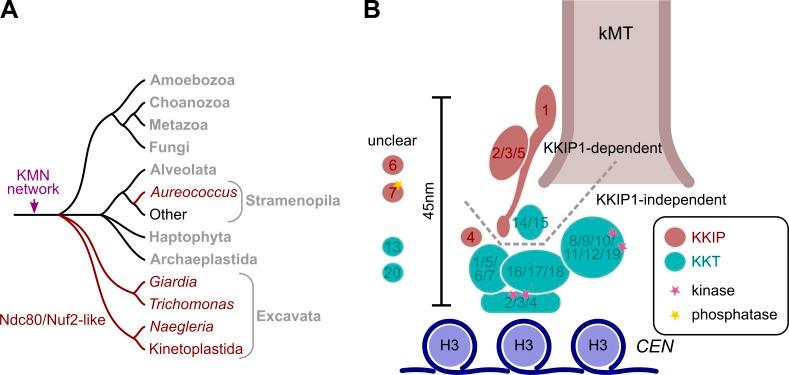 https://cdn.ncbi.nlm.nih.gov/pmc/blobs/258d/5294786/03bbc7977d9b/JCB_201608043_Fig7.jpg
