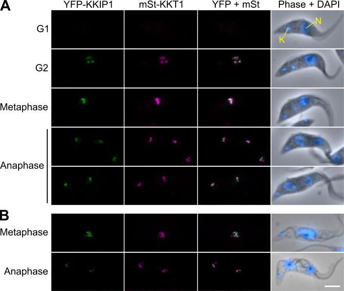 https://cdn.ncbi.nlm.nih.gov/pmc/blobs/258d/5294786/c9f234b6763f/JCB_201608043_Fig2.jpg