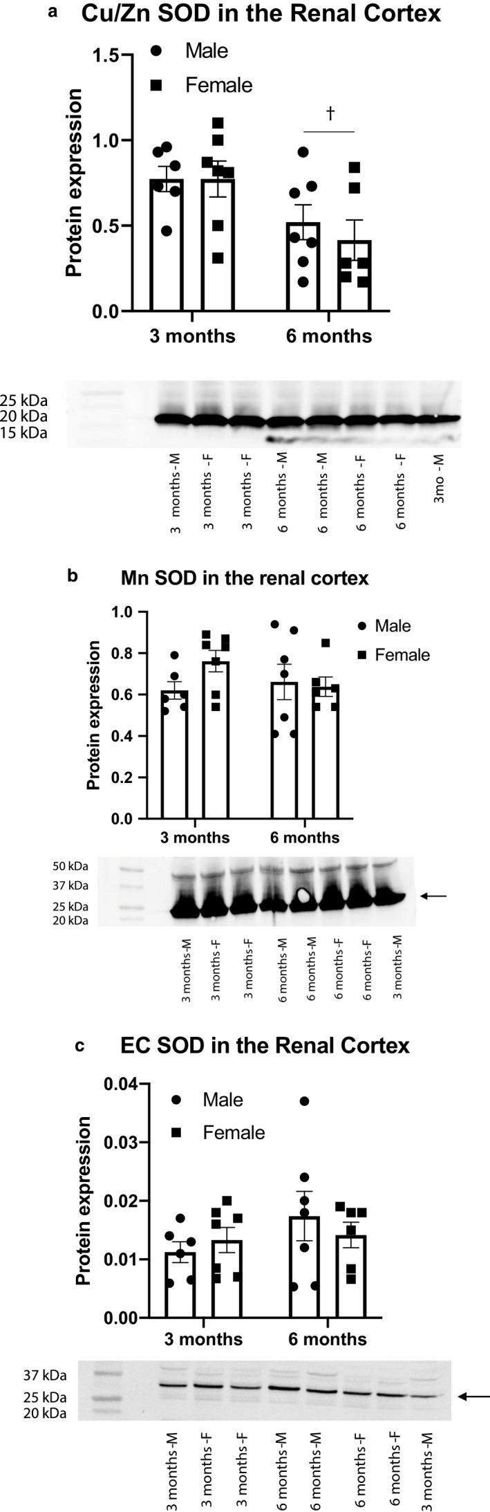 https://cdn.ncbi.nlm.nih.gov/pmc/blobs/2590/7354091/9aedd3659f61/PHY2-8-e14440-g006.jpg