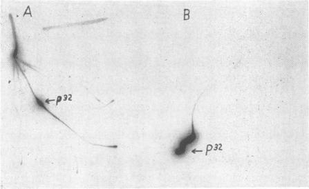 https://cdn.ncbi.nlm.nih.gov/pmc/blobs/2592/540531/2dc19694a80e/plntphys00389-0036-a.jpg