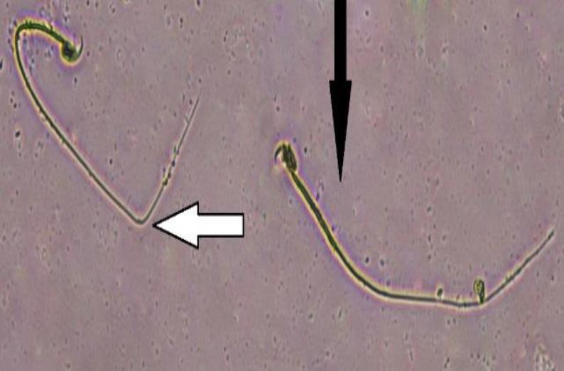 https://cdn.ncbi.nlm.nih.gov/pmc/blobs/2595/6941692/6ef7e12a84be/AJP-10-035-g003.jpg