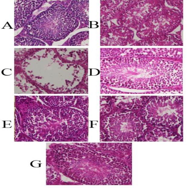 https://cdn.ncbi.nlm.nih.gov/pmc/blobs/2595/6941692/98b81a840e9d/AJP-10-035-g006.jpg
