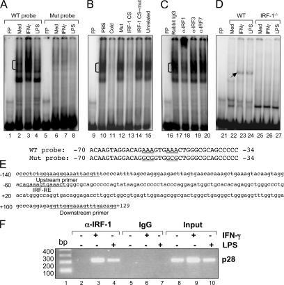 https://cdn.ncbi.nlm.nih.gov/pmc/blobs/2596/2118415/349f44f597fa/jem2040141f08.jpg