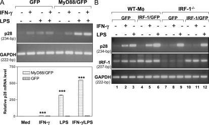 https://cdn.ncbi.nlm.nih.gov/pmc/blobs/2596/2118415/8b175c60642a/jem2040141f04.jpg