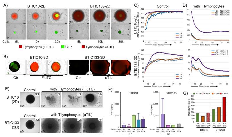 https://cdn.ncbi.nlm.nih.gov/pmc/blobs/2597/10378658/5e165777a989/cells-12-01856-g005.jpg