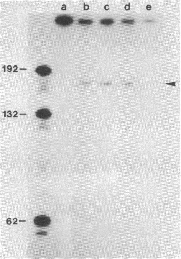 https://cdn.ncbi.nlm.nih.gov/pmc/blobs/2599/384227/d585a48a1a56/pnas00643-0074-a.jpg
