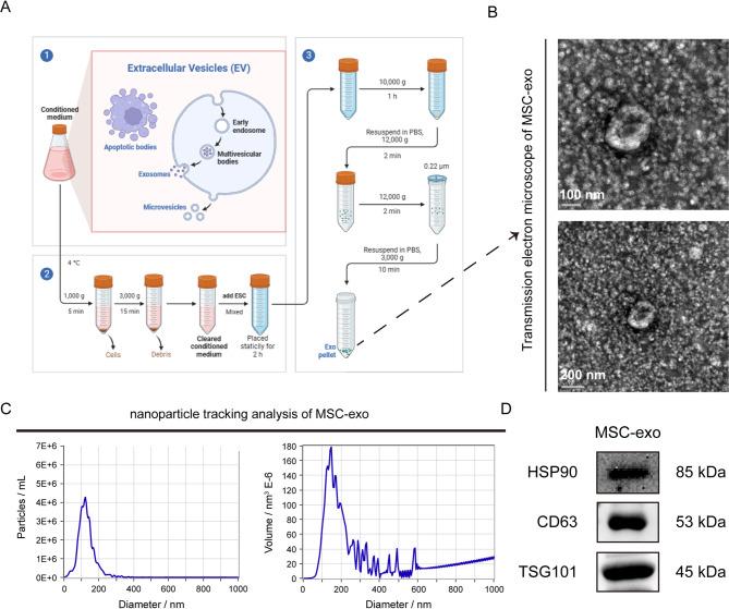https://cdn.ncbi.nlm.nih.gov/pmc/blobs/259a/12234707/09276f26f243/41598_2025_9333_Fig1_HTML.jpg