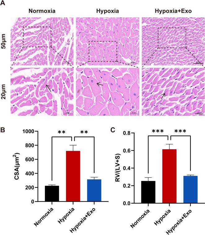 https://cdn.ncbi.nlm.nih.gov/pmc/blobs/259a/12234707/8b7dd87b9375/41598_2025_9333_Fig7_HTML.jpg