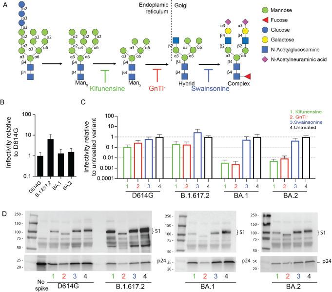 https://cdn.ncbi.nlm.nih.gov/pmc/blobs/259e/10662749/81e19fd8f18b/ppat.1011788.g003.jpg