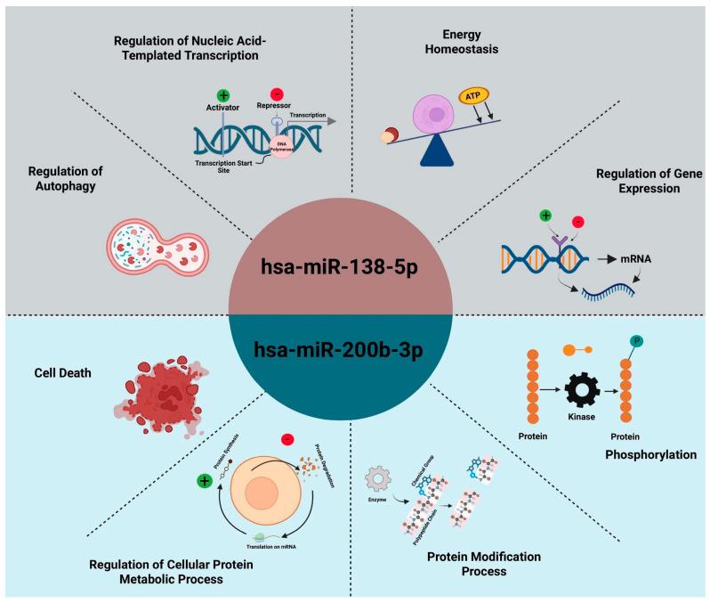 https://cdn.ncbi.nlm.nih.gov/pmc/blobs/25a3/12386904/1c94cfd98276/ijms-26-08107-g005.jpg