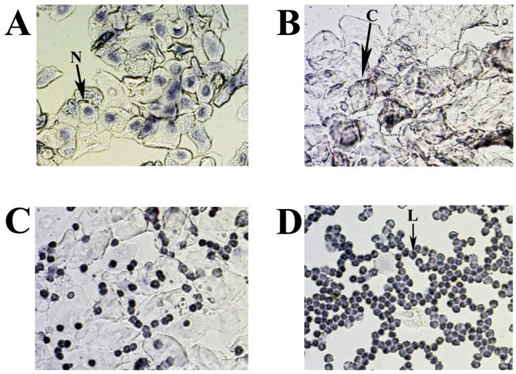 https://cdn.ncbi.nlm.nih.gov/pmc/blobs/25a4/11395264/0c232e823c93/ijms-25-09429-g009.jpg